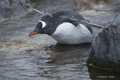 Gentoo Penguin in Freshwater Pool