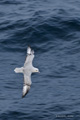 Southern Fulmar