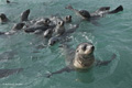 Antarctic Fur Seal Pups Swimming