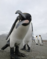 Inquisitive King Penguin