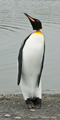 King Penguin