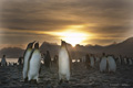 King Penguins at Sunrise on Salisbury Plain