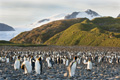 King Penguins