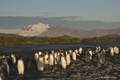 King Penguins