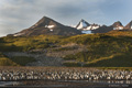 King Penguins