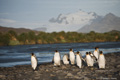 King Penguins