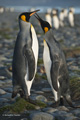 Pair of King Penguins