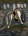 Pair of King Penguins