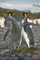 King Penguin Pair