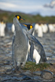 King Penguin Pair