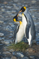 King Penguin Pair