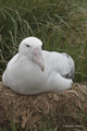 Wandering Albatross Sitting on a Nest