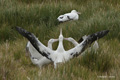 Wandering Albatross Performing Courtship Dance