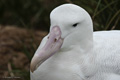 Wandering Albatross Sitting on a Nest