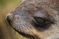 Antarctic Fur Seal Pup