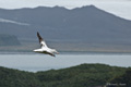 Wandering Albatross in Flight