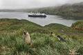 Antarctic Fur Seal Pups at Prince Olav Harbor