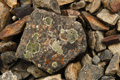 Rock with Lichen at Prince Olav Harbor