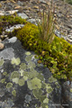 Lichen-Covered Rock at Prince Olav Harbor