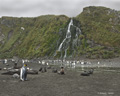 King Penguins