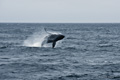 Breaching Humpback Whale, Scotia Sea