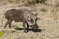 Warthog