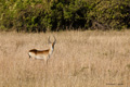 Red Lechwe