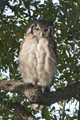 Verreaux's Eagle-Owl