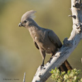 Grey Go-Away-Bird