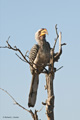 Southern Yellow-Billed Hornbill