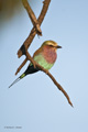 Lilac-Breasted Roller