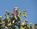 Lilac-Breasted Roller