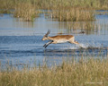 Red Lechwe