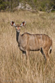 Greater Kudu