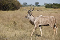 Greater Kudu