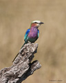 Lilac-Breasted Roller