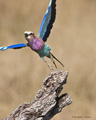 Lilac-Breasted Roller