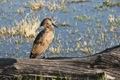 Hamerkop