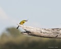 Little Bee-Eater