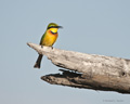 Little Bee-Eater