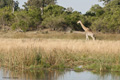 Southern Giraffe