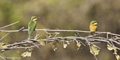 Little Bee-Eater