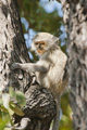 Vervet Monkey