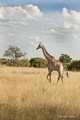 Southern Giraffe