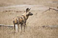 African Wild Dog