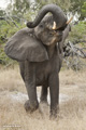 African Elephant