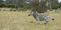 Plains (Burchell’s) Zebra