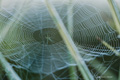 Spider and Web with Morning Dew