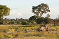 African Elephant