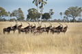 Sable Antelope